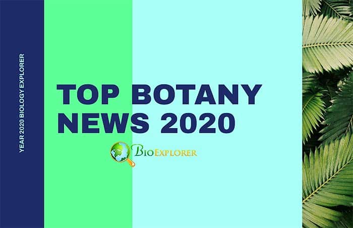Top 10 Botany News in 2020 | Plant Discoveries in 2020 | BioExplorer
