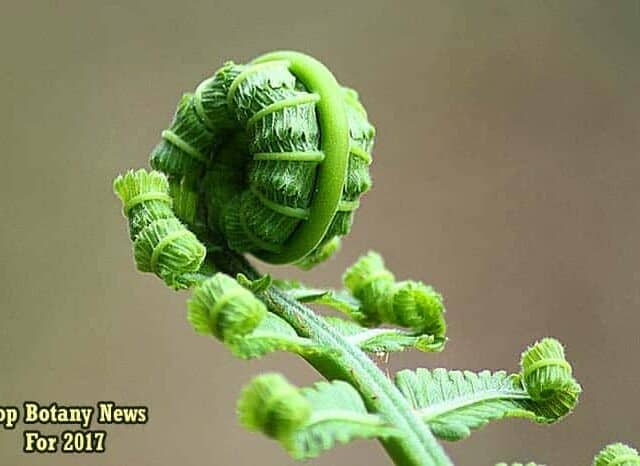 History of Botany | Complete Timeline | BioExplorer.net