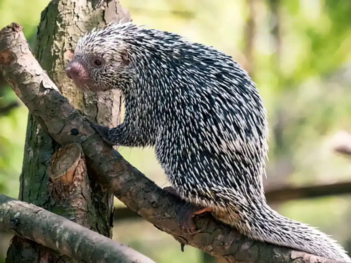 Brazilian Porcupine climbing a branch, showing pale-tipped quills, a pink bulbous nose and a long prehensile tail