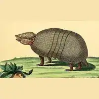 Hand-colored plate labeled Dasypus tricinctus from Schreber's Die Säugthiere