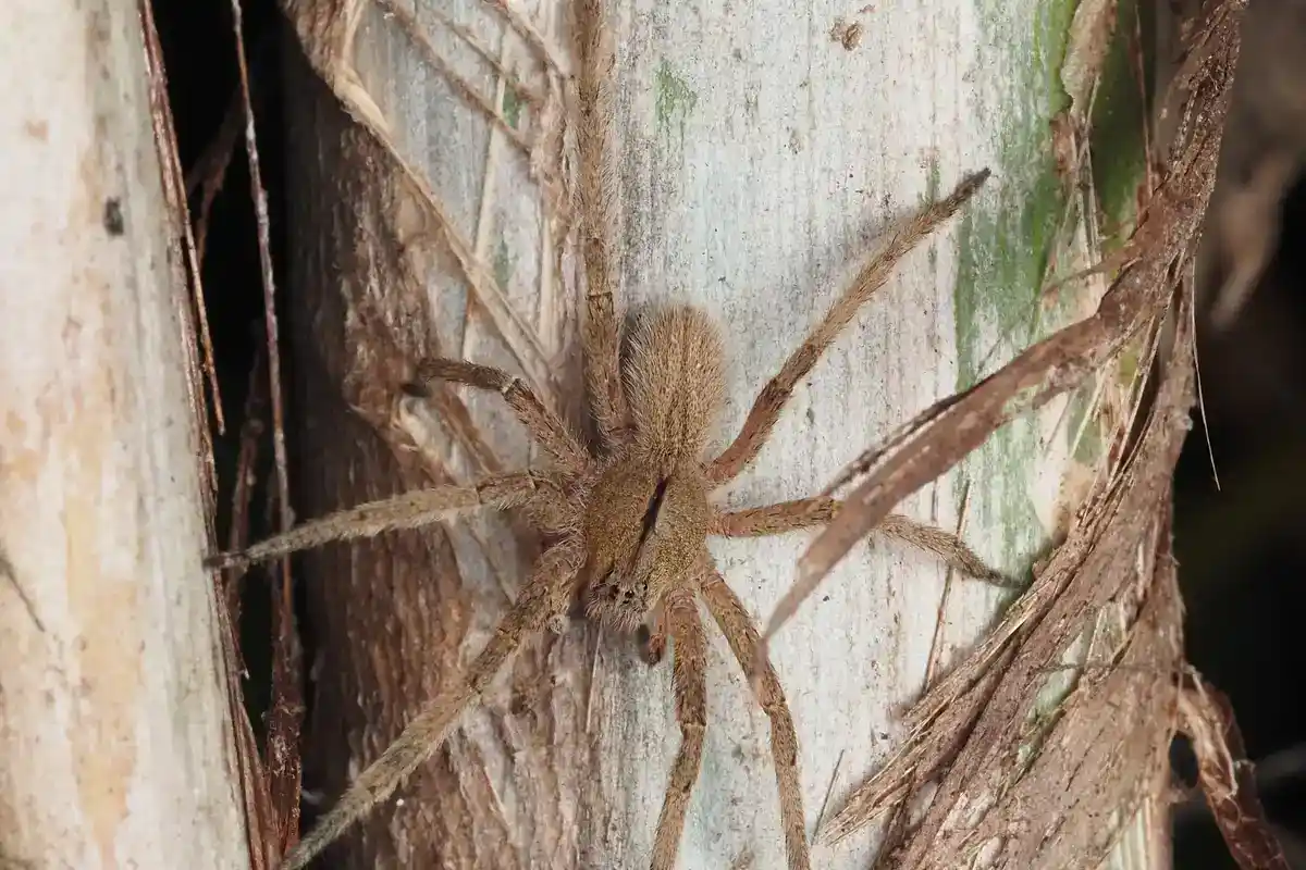 Brazilian wandering spider (Phoneutria), a ctenid and not a tarantula Wandering spider on tree bark, long legs and no snare web