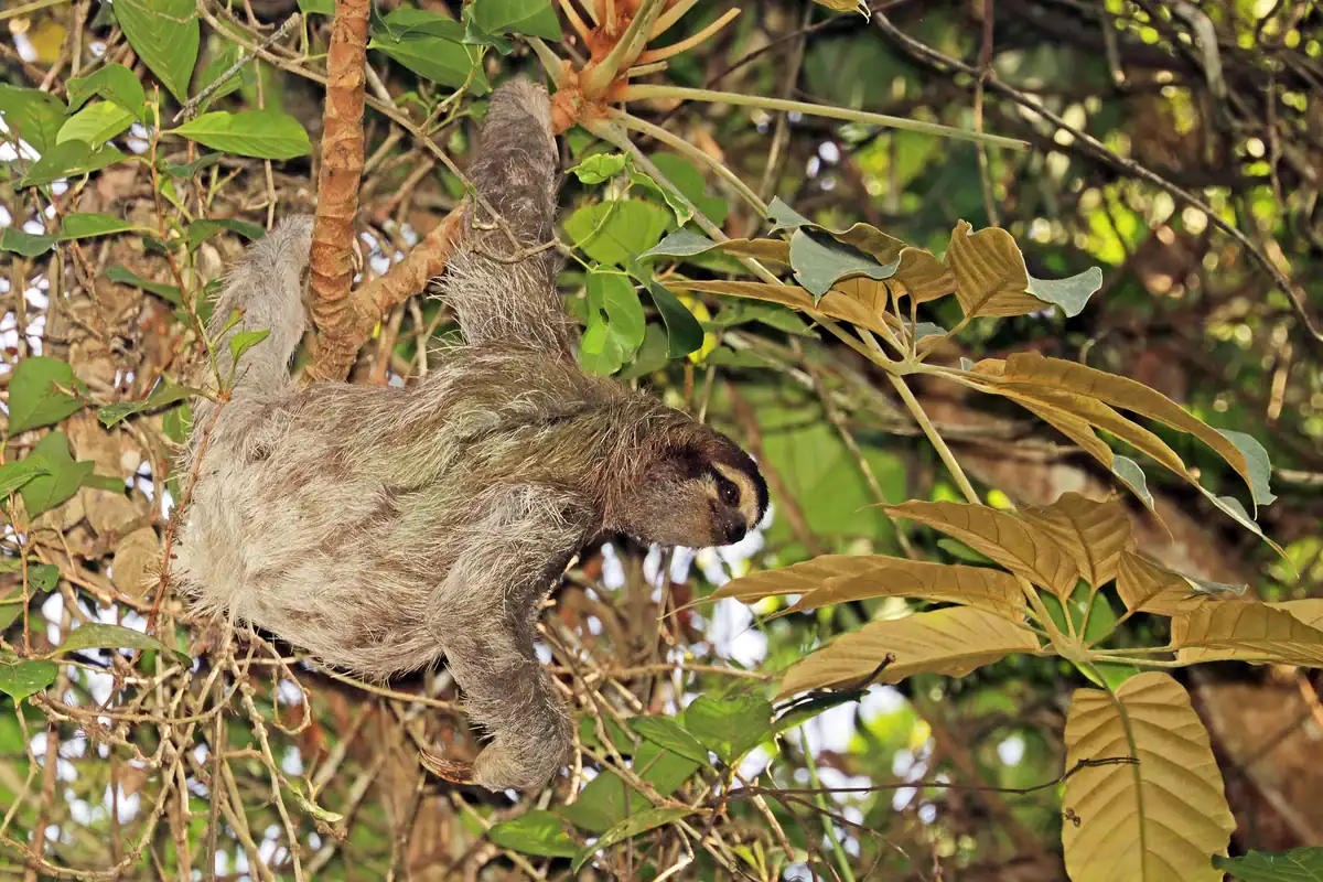 Brown-throated sloth hanging from a branch showing the dark stripe across its pale face
