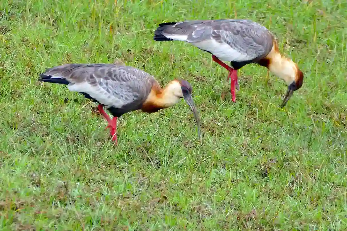 Pair of Buff-necked Ibises foraging in grass, showing buff neck and black belly