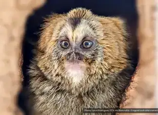 Buffy-headed Marmoset