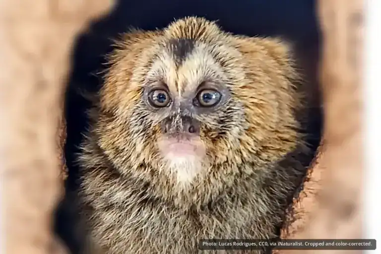Buffy-headed Marmoset