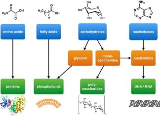 Explore Building Blocks of Lipids, Structure, Functions & Examples of Lipids