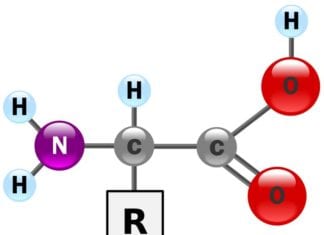 What Are The Building Blocks of Proteins?