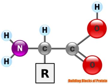 What Are The Building Blocks of Proteins?