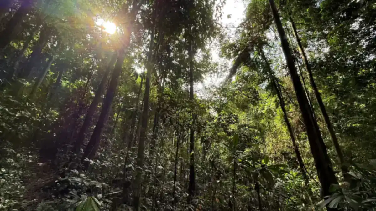 Buton Island Rainforest Interior of lowland rainforest on Buton Island with tall slender trunks and sunlight breaking through the canopy