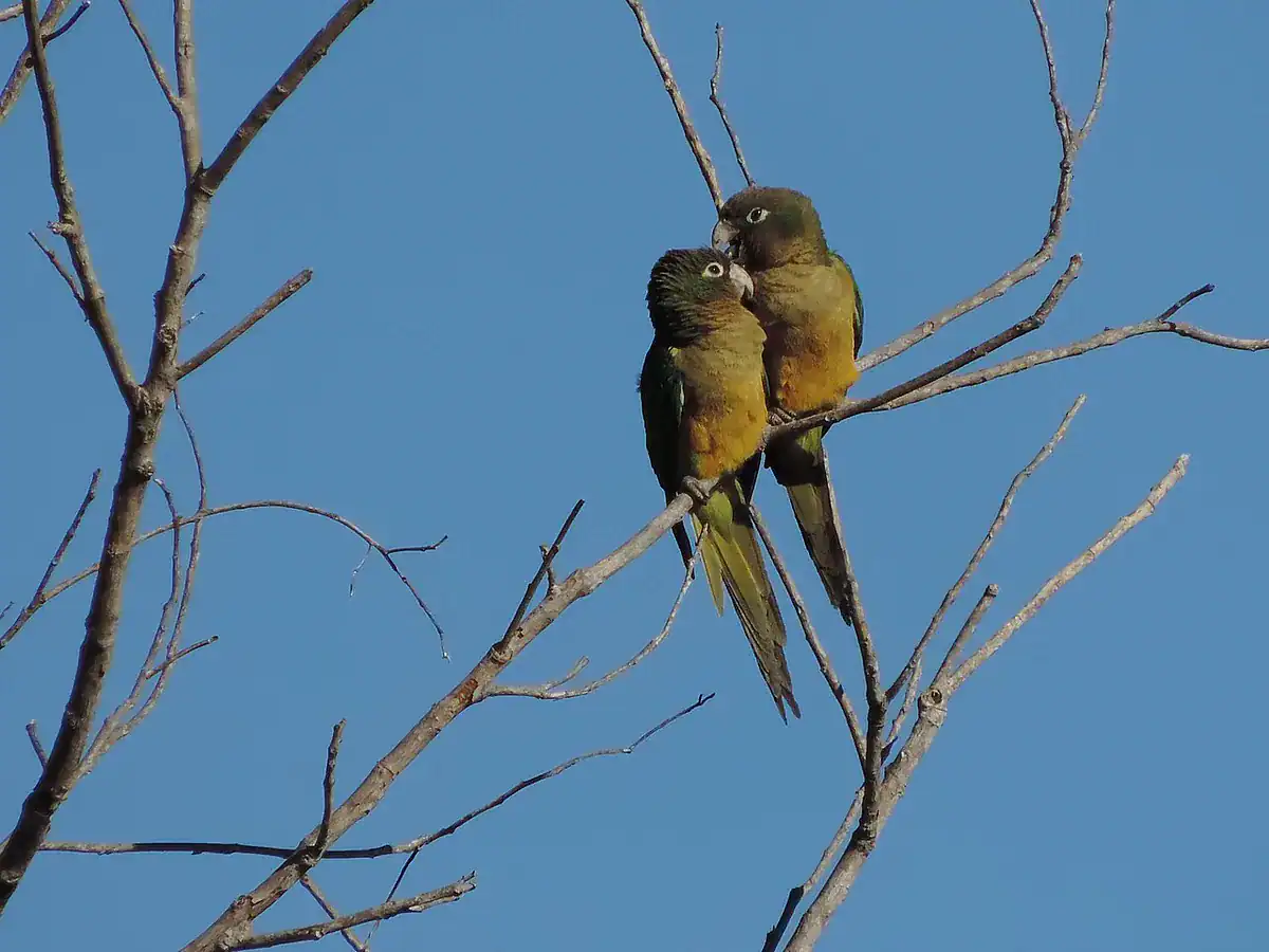Two normally colored cactus parakeets with green backs and orange bellies perched together on bare branches against a blue sky