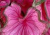 Caladium