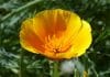 California Poppy