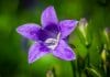 Campanula
