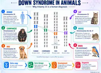 Can Animals Have Down Syndrome?