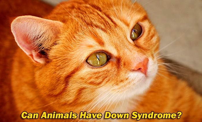 Can Animals Have Down Syndrome?