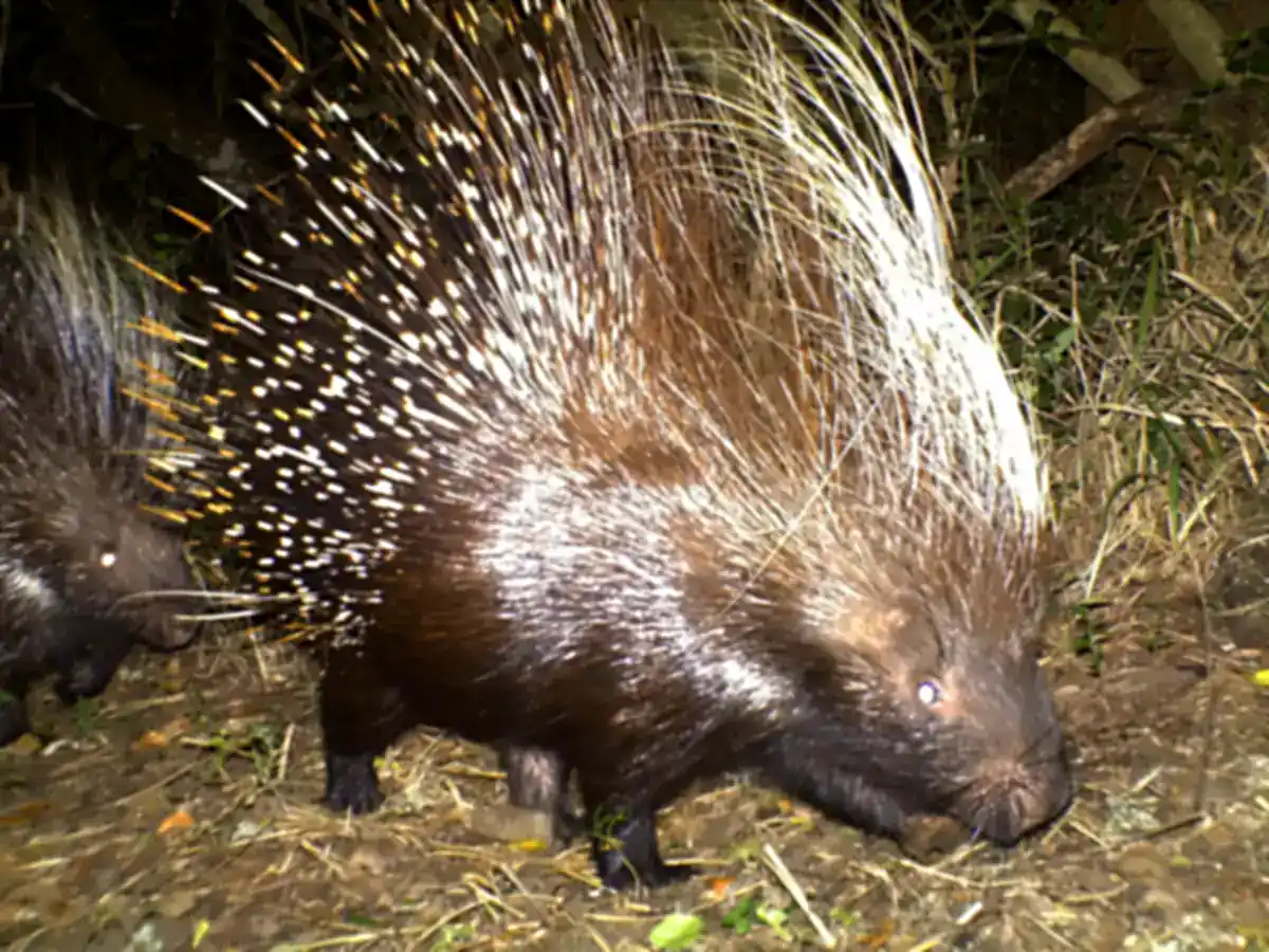 Cape Porcupine walking at night on a trail camera in Addo, South Africa, with long black-and-white quills raised