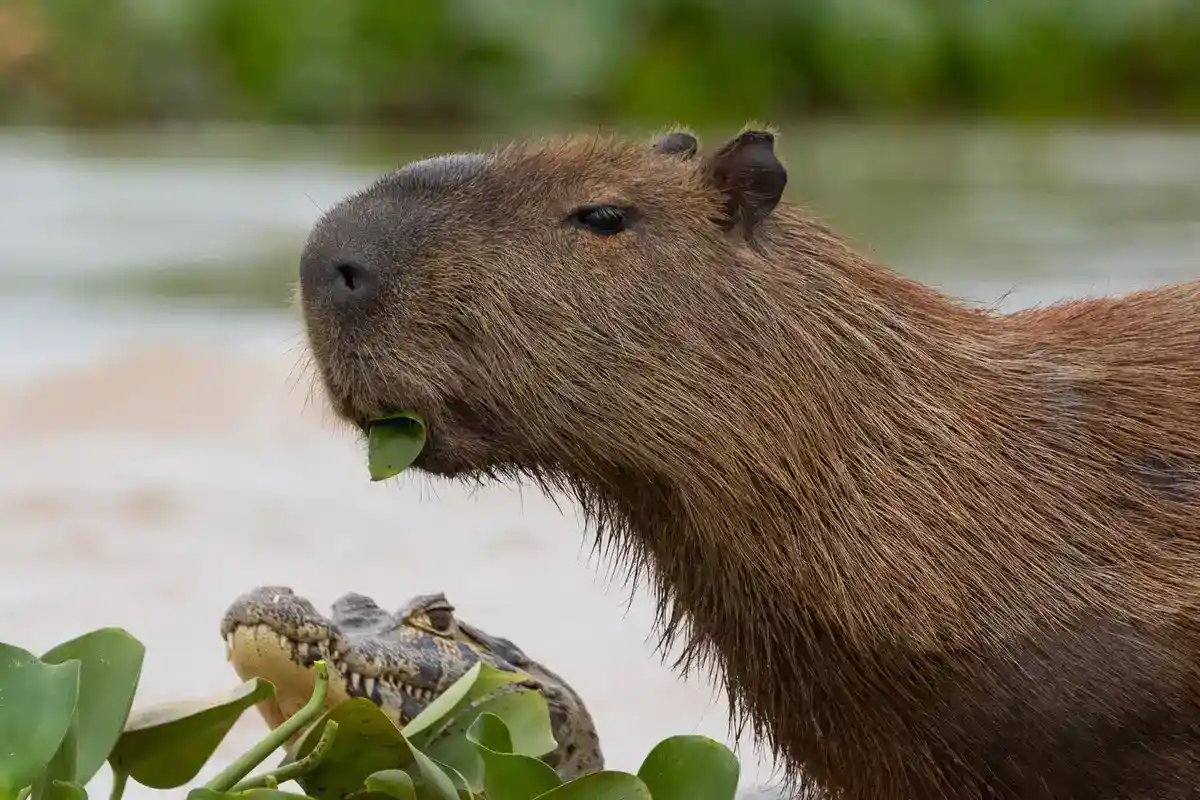 Capybara (Hydrochoerus hydrochaeris), the world's largest rodent Capybara feeding at the water margin