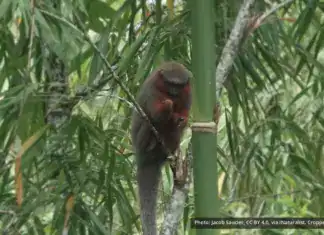 Caquetá Titi