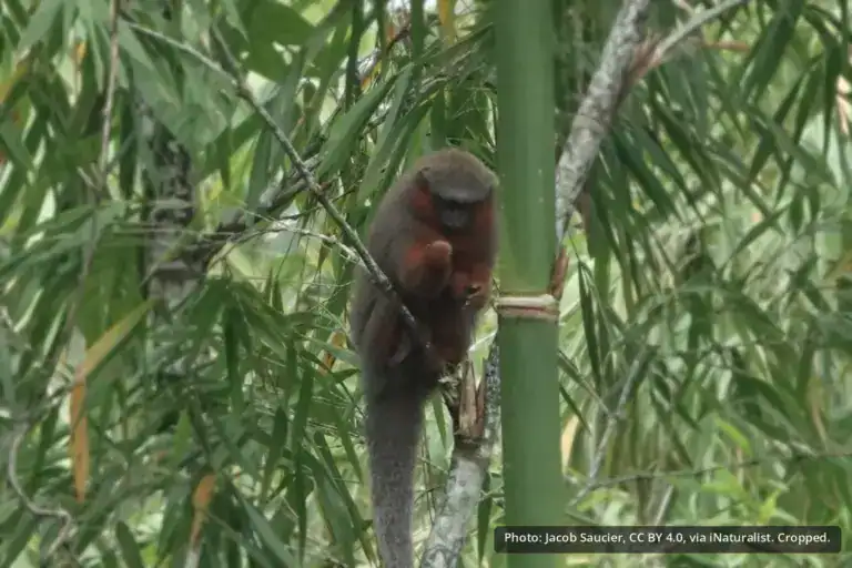 Caquetá Titi