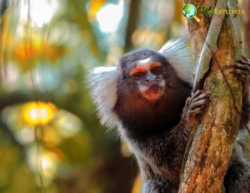 Carnivorous Monkeys