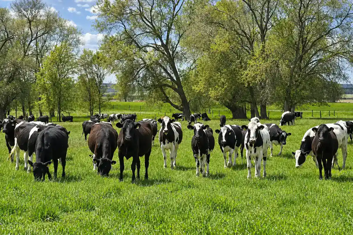Herd of black and white dairy cattle grazing in a green pasture under tall trees in Idaho