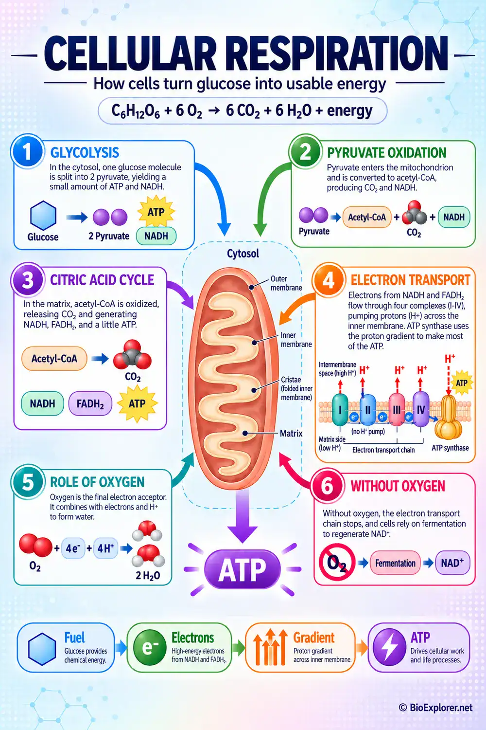 Cellular respiration infographic showing glycolysis, pyruvate oxidation, the citric acid cycle, electron transport chain, oxygen use, fermentation, and ATP production in a mitochondrion.