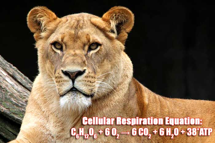 Cellular Respiration Equation (C6H12O6 + 6 O2 → 6 CO2 + 6 H2O + 38*ATP)