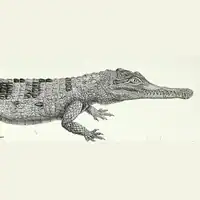 A lithograph from 1858 to 1861 labeled "Crocodile leptorhynque, Bennett".
