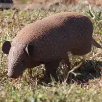 Cerrado naked-tailed armadillo foraging in grassland in Mato Grosso, Brazil