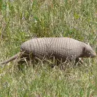 Chacoan naked-tailed armadillo walking through grass in Santa Fe, Argentina, showing its thin, bare tail