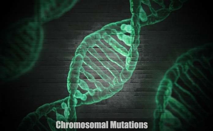 Chromosomal Mutations Chromosomal Mutations