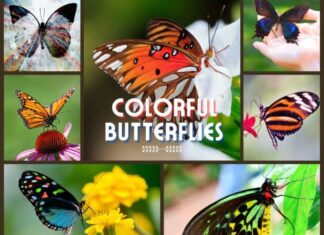 Top 25 Most Colorful Butterflies That Will Take Your Breath Away!