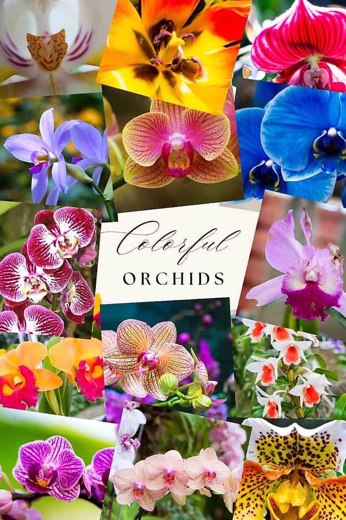25 Must-See Colorful Orchids