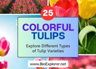 Top 25 Colorful Tulips: A Rainbow in Your Garden