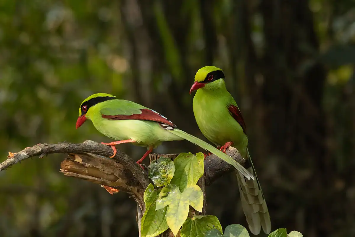 Two Common Green Magpies with black masks, red bills and chestnut wings