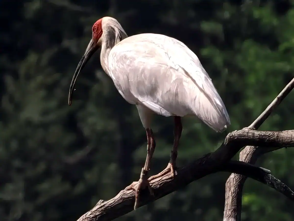 Crested Ibis perched on a bare branch showing white plumage, red bare face and red legs