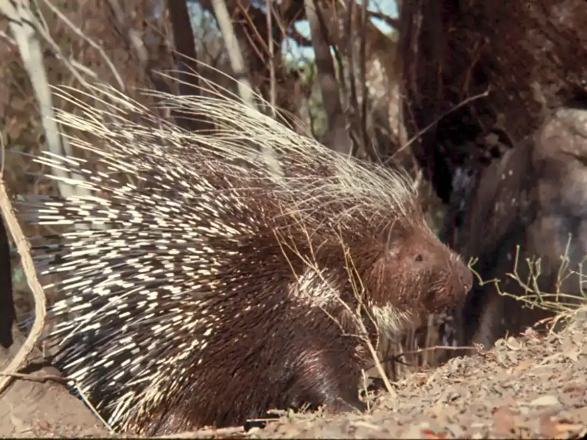 Crested Porcupine standing among dry leaves, showing its crest of long pale bristles and black-and-white banded quills