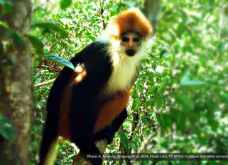 Cross Marked Langur