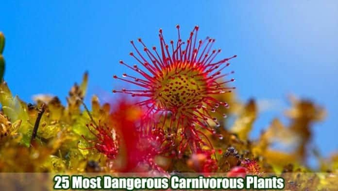 Carnivorous Plants Carnivorous Plants