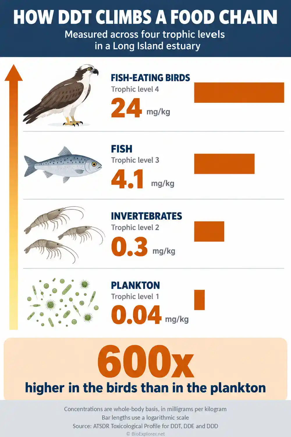 DDT Biomagnification Across Four Trophic Levels Infographic showing DDT concentration rising from 0.04 mg/kg in plankton to 0.3 in invertebrates, 4.1 in fish and 24 in fish-eating birds, a 600-fold increase across four trophic levels in a Long Island estuary