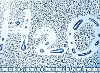 The Science Behind Dehydration Synthesis and Hydrolysis
