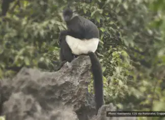 Delacour’s Langur