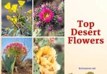 The Ultimate Guide to 25+ Spectacular Desert Flowers & Their Unique Adaptations