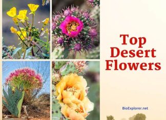 The Ultimate Guide to 25+ Spectacular Desert Flowers & Their Unique Adaptations