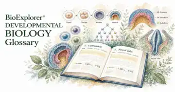 Developmental Biology Glossary
