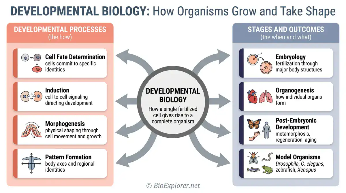 Developmental biology glossary infographic showing how organisms grow and take shape, including cell fate determination, induction, morphogenesis, pattern formation, embryology, organogenesis, post-embryonic development, and model organisms.