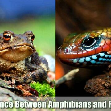 Difference Between Amphibians and Reptiles