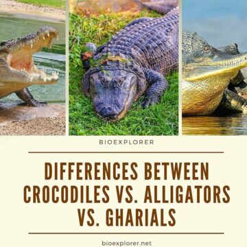 Differences Between Crocodiles and Alligators and Gharials