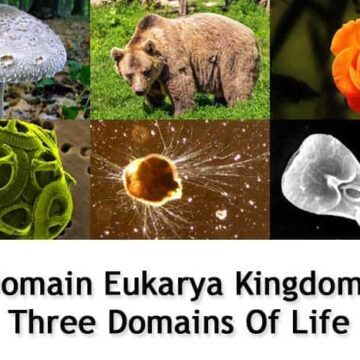 Domain Eukarya Kingdoms