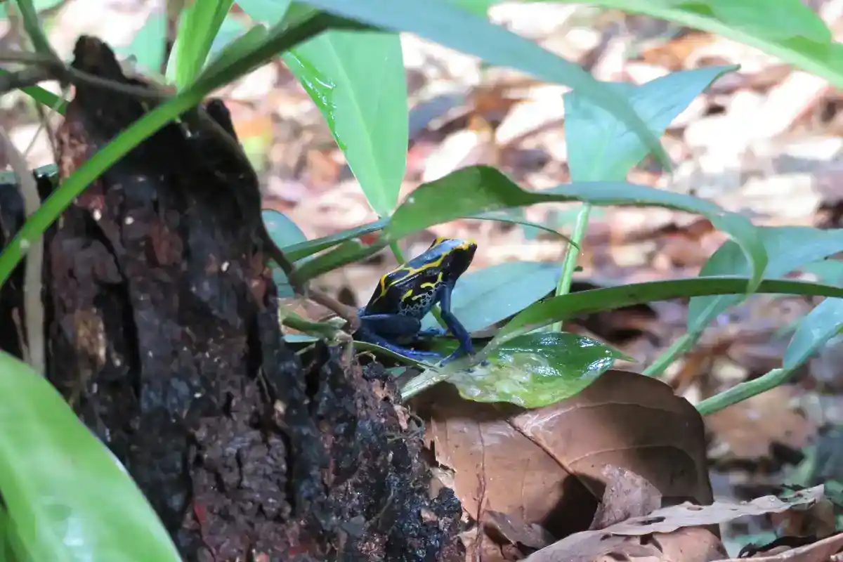 Dyeing poison dart frog (Dendrobates tinctorius) Dyeing poison dart frog on a leaf, showing warning coloration